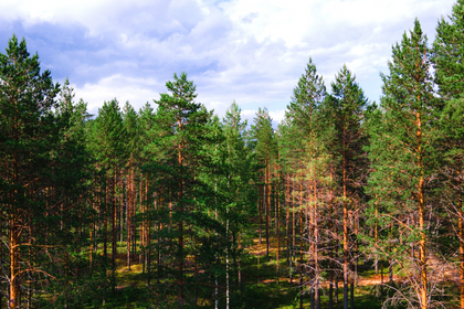 malminetsijäksi